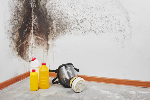 Best Mold Testing  in Dunsmuir, CA