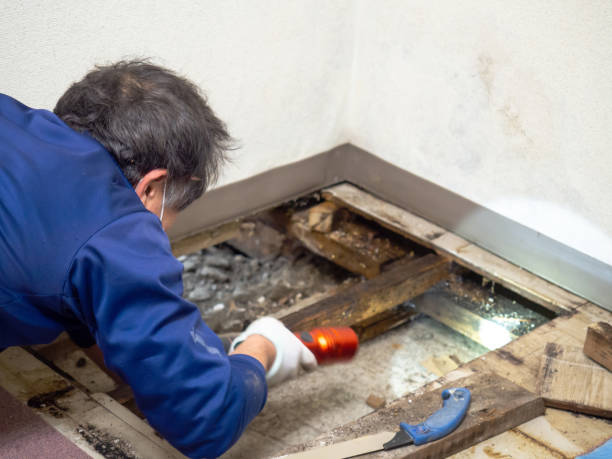 Best Toxic Mold Removal  in Dunsmuir, CA