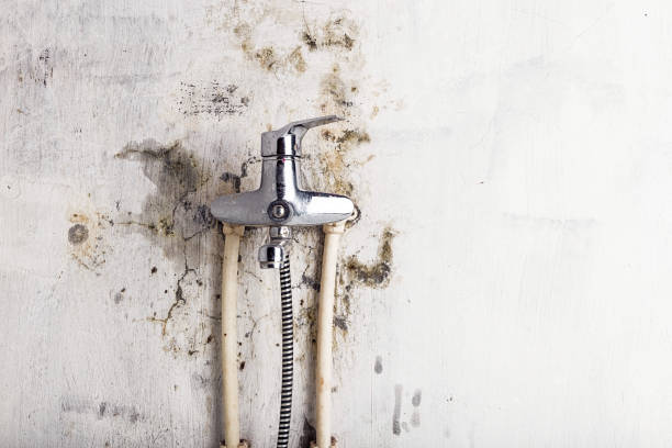 Best Mold Removal Company Near Me  in Dunsmuir, CA