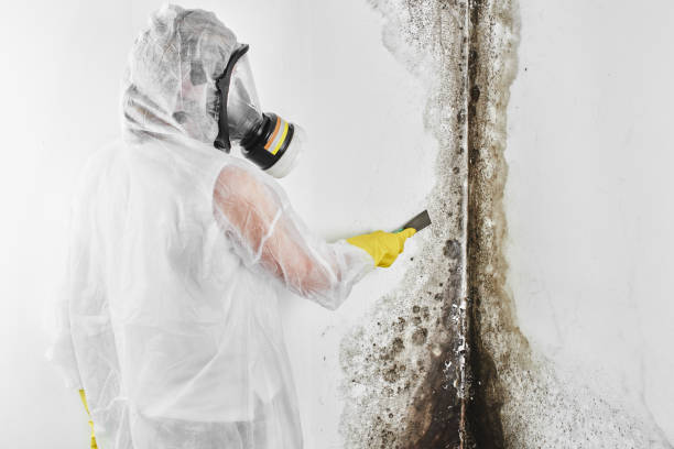 Best Mold Cleaning Services  in Dunsmuir, CA