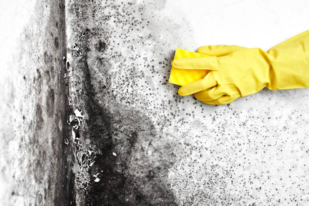 Attic Mold Removal in Dunsmuir, CA