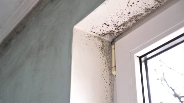 Best Same-Day Mold Removal  in Dunsmuir, CA