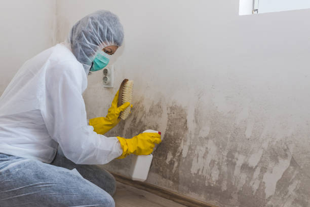 Best Home Mold Removal  in Dunsmuir, CA