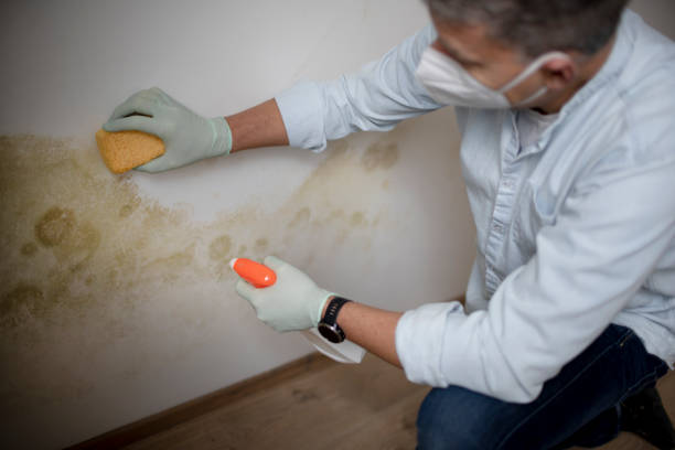 Dunsmuir, CA Mold Removal Company