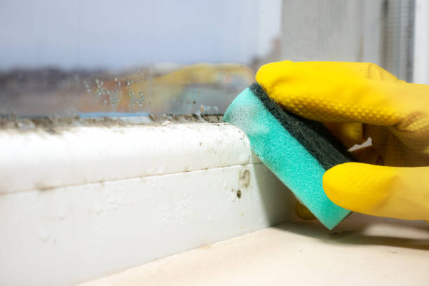 Best Professional Mold Removal  in Dunsmuir, CA