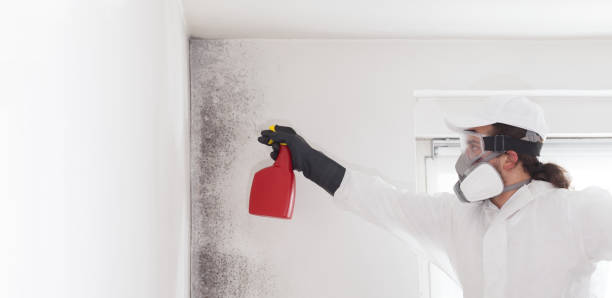 Dunsmuir, CA Mold Removal Company