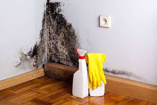 Best Mold Cleaning Services  in Dunsmuir, CA