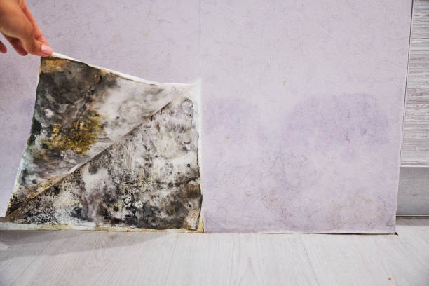 Best Attic Mold Removal  in Dunsmuir, CA